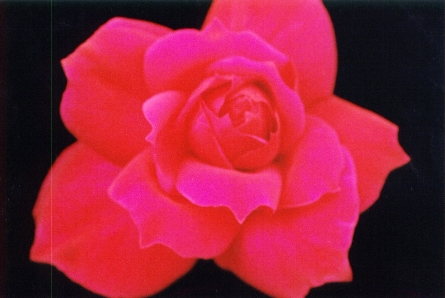le fleure rouge
